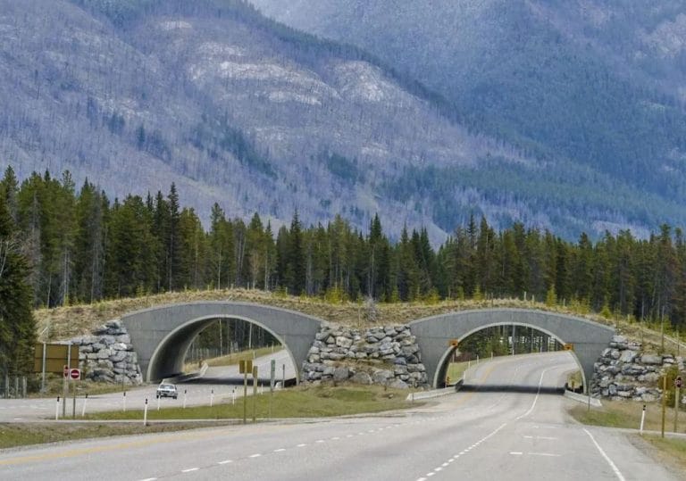 Wildlife Overpass, Banff National Park, Canada