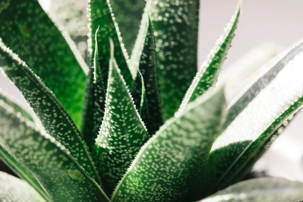 Aloe Vera: the secret to amazing hair