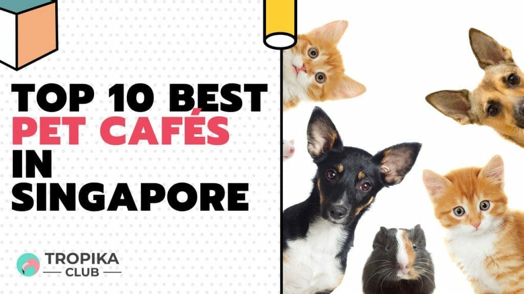Pet Cafés