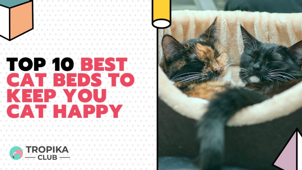 best cat beds to buy