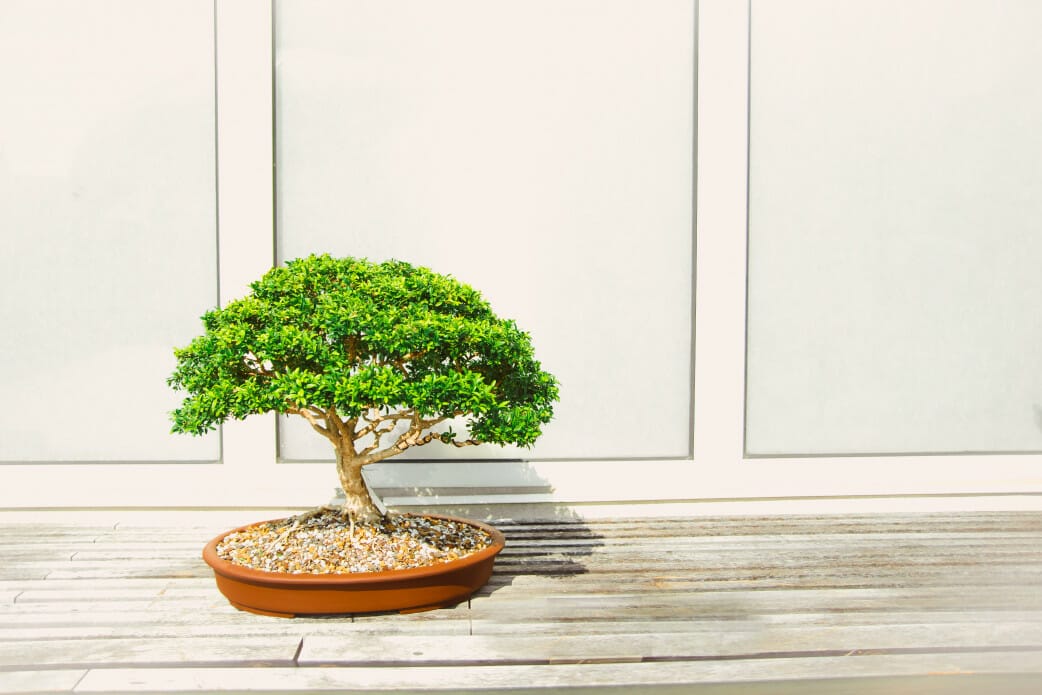 Bonsai plant