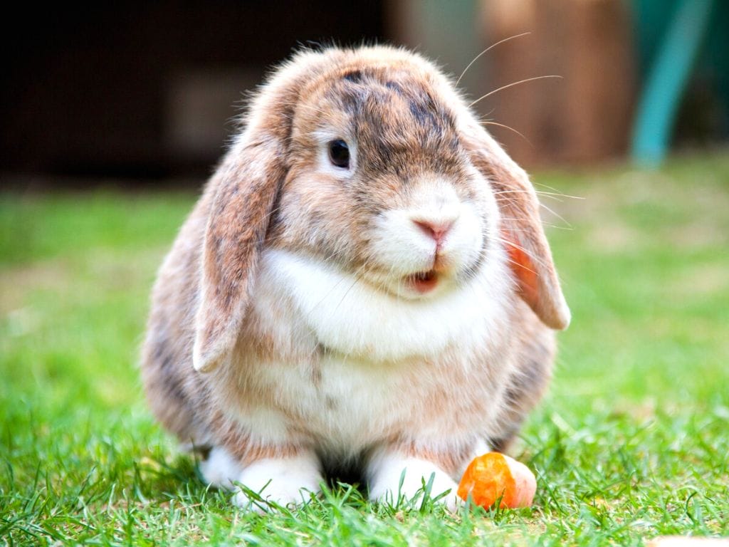 holland lop food