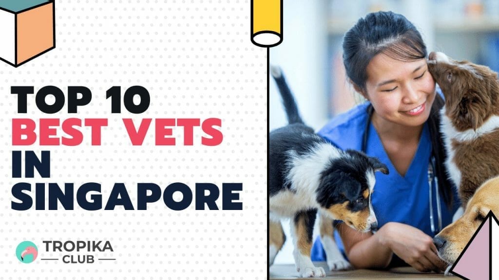 Top 10 Best Vets In Singapore