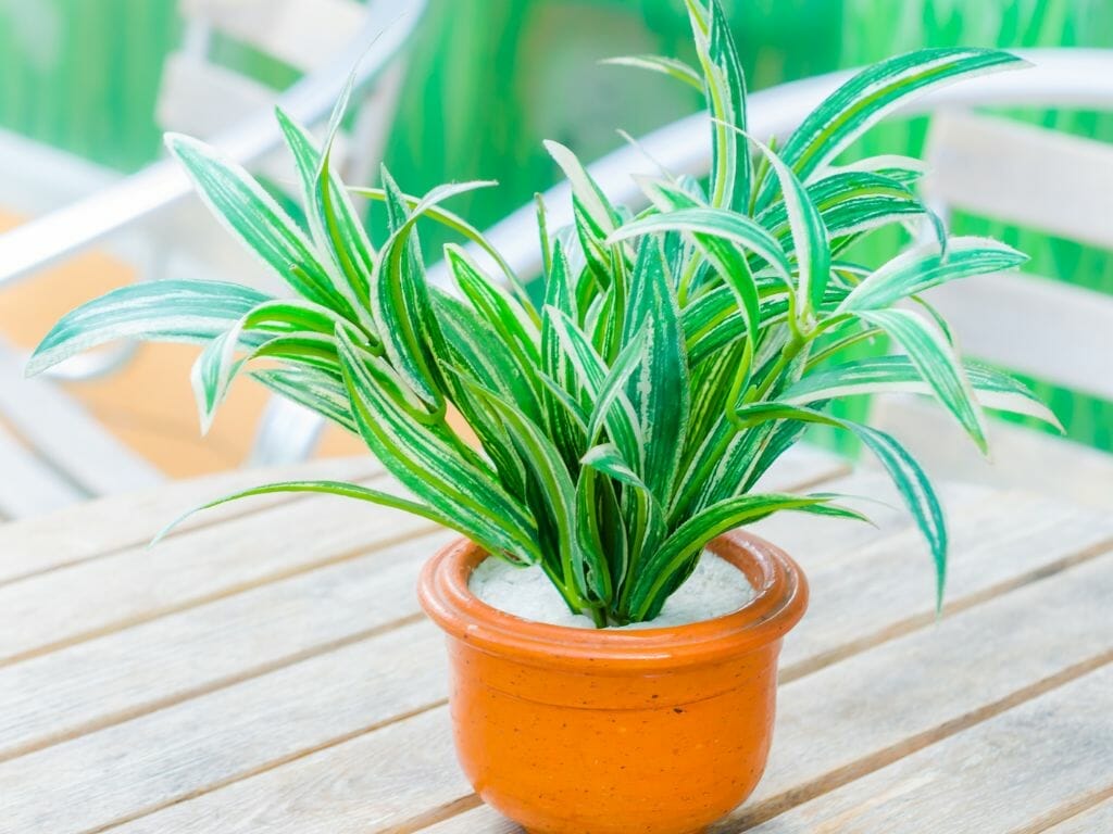 Best Artificial Plants to Liven Your Home