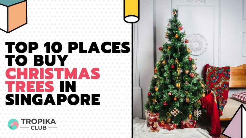 Places to Buy Christmas Trees in Singapore