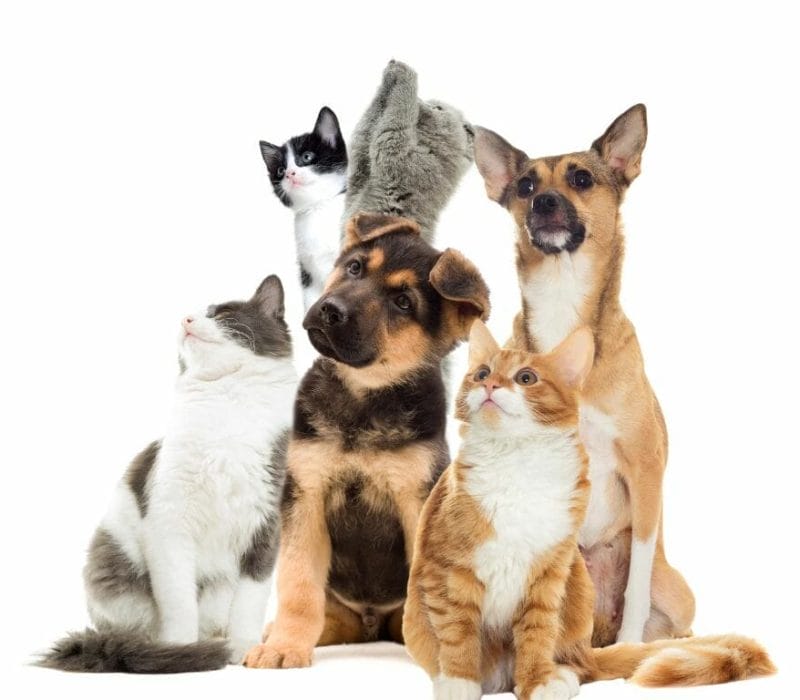 Pet Sitting Services in Brisbane Australia