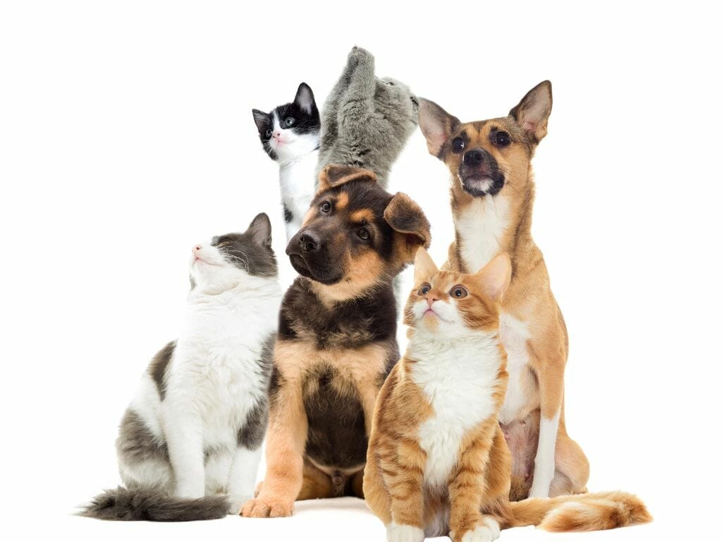 Pet Sitting Services in Brisbane Australia