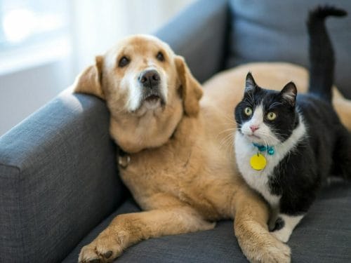 Pet Sitting Services in Sydney