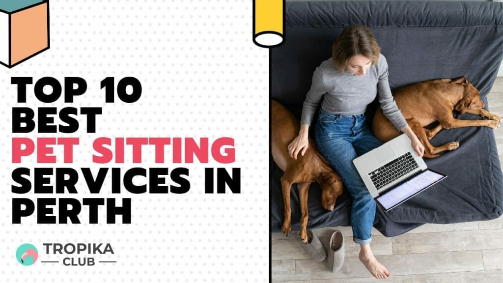 Best Pet Sitting Services in Perth