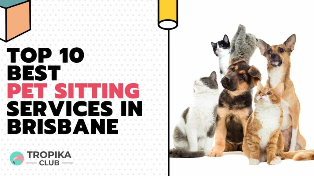 Pet Sitting Services in Brisbane Australia