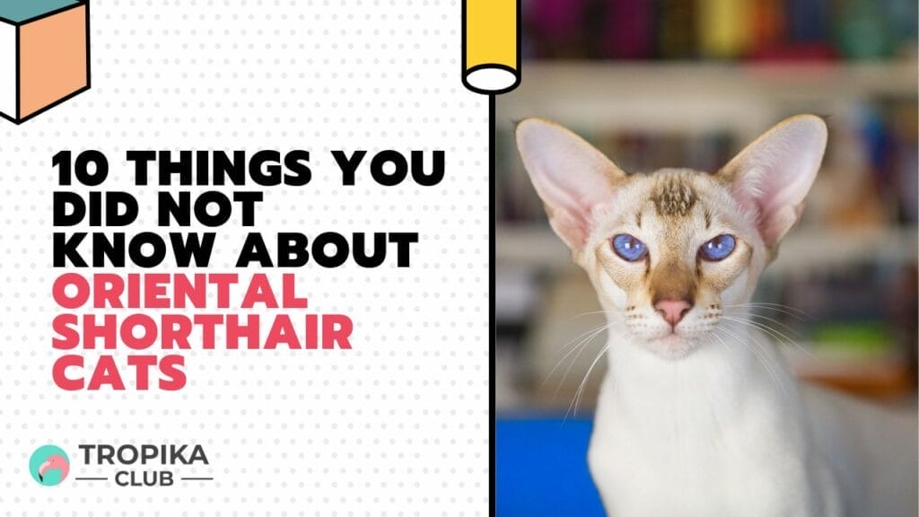10 Things You Did Not Know about Oriental Shorthair Cats