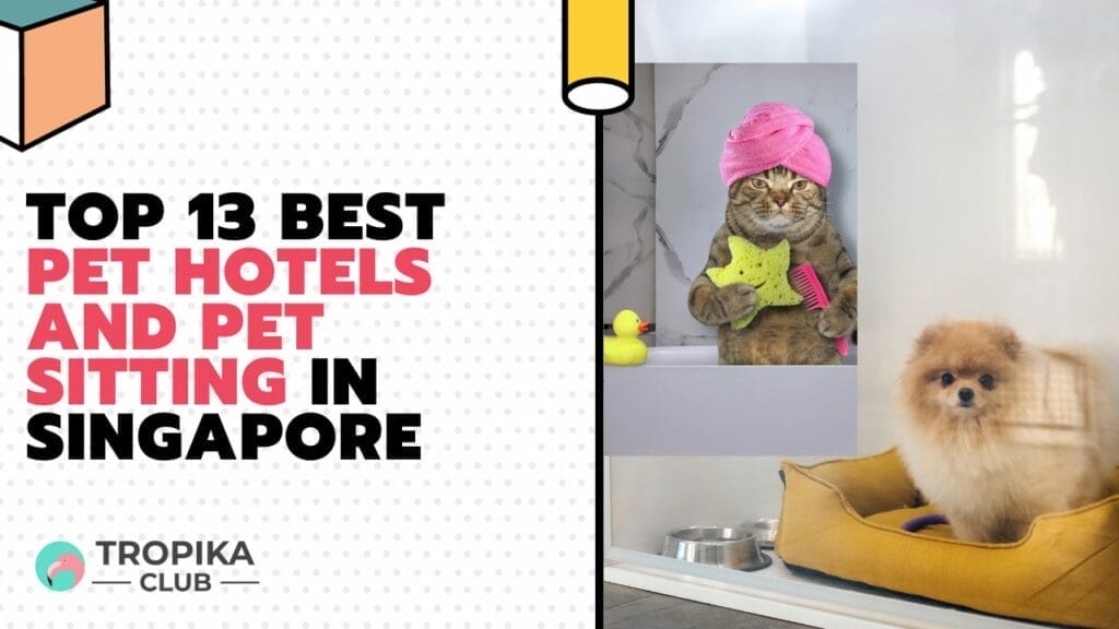 Top 13 Best Pet Hotels And Pet Sitting in Singapore