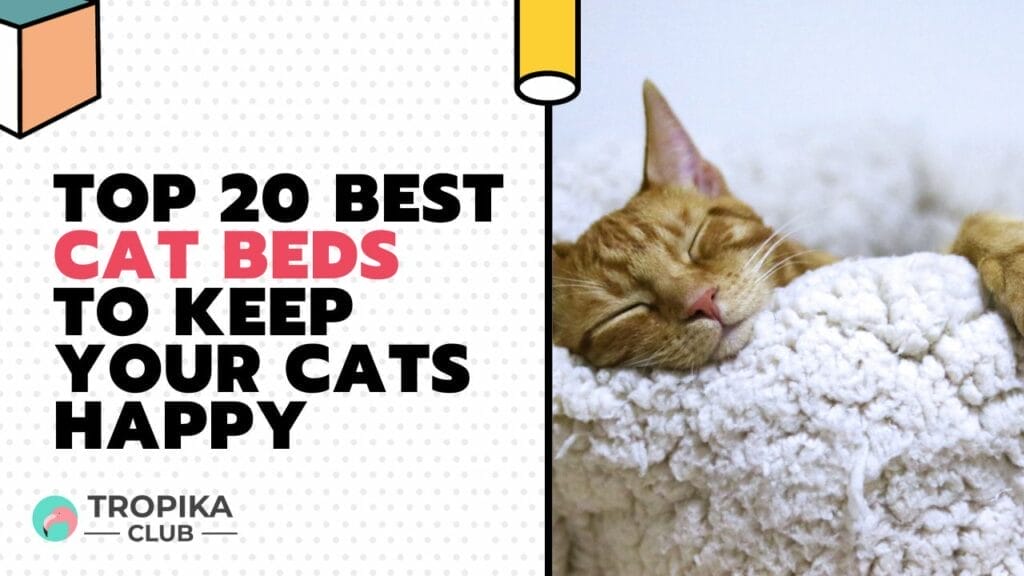 Top 20 Best Cat Beds to Keep Your Cats Happy