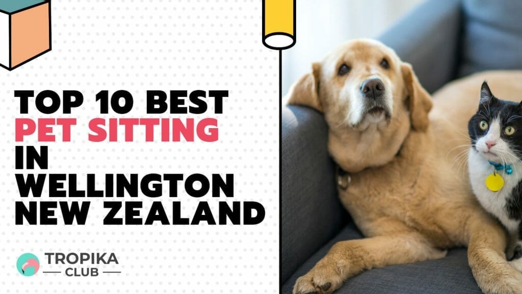 Pet Sitting in Wellington New Zealand