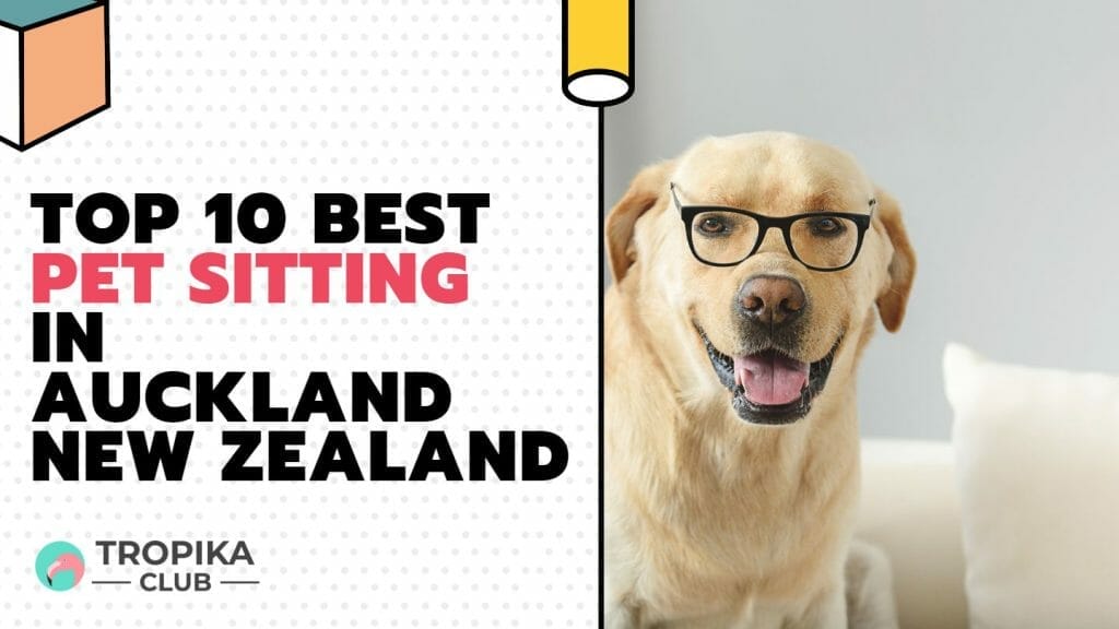 Top 10 Best Pet Sitting in Auckland New Zealand