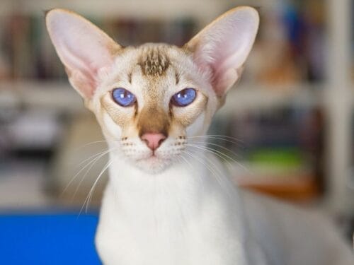 10 Things You Did Not Know about Oriental Shorthair Cats