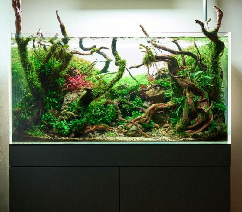 How to get started on Aquascaping