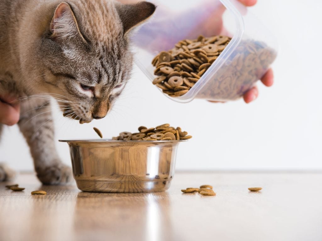 Top 10 Best Cat Food for Your Cat's Daily Health & Well-Being