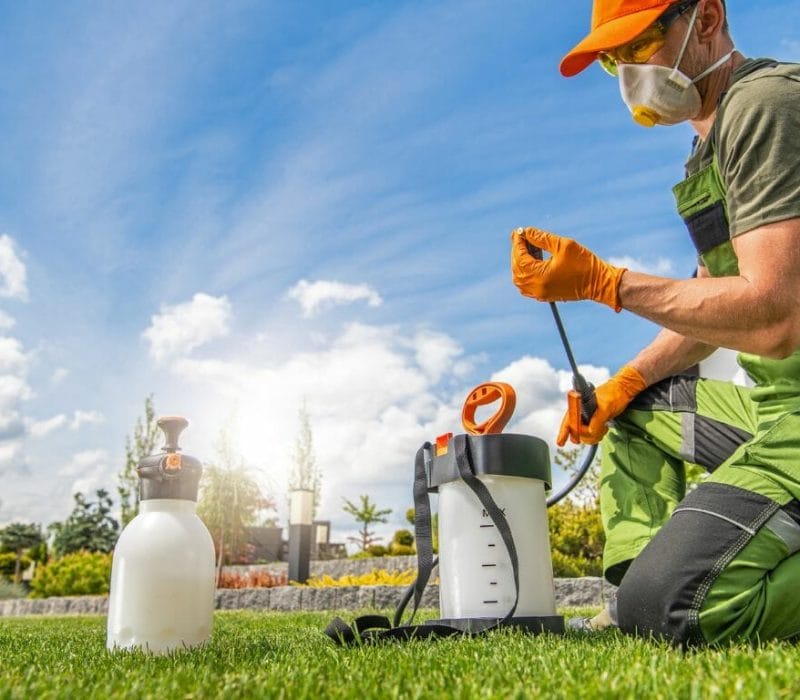 Best Pest Controllers in Adelaide