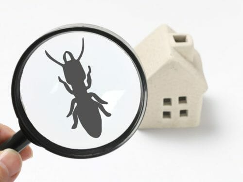 Top 10 Best Pest Controllers in Sydney Australia