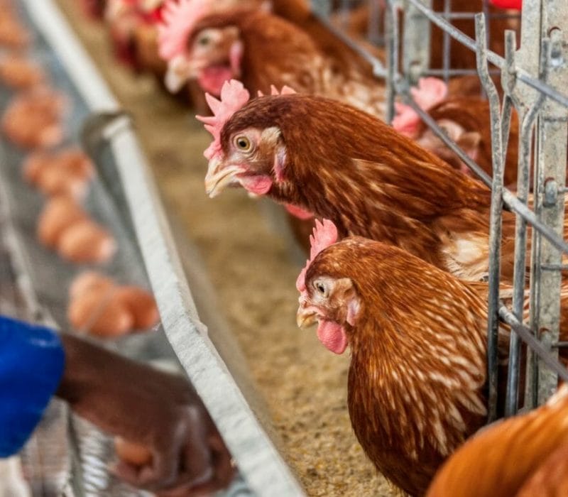 Best Farms in Auckland