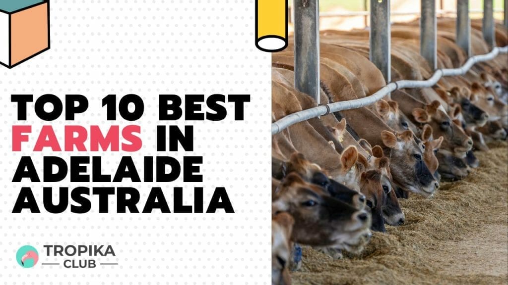 Best Farms in Adelaide