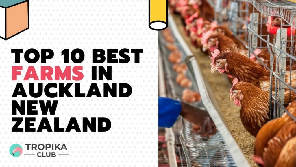 Best Farms in Auckland