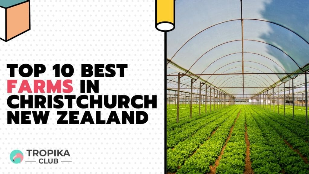 Best Farms in Christchurch