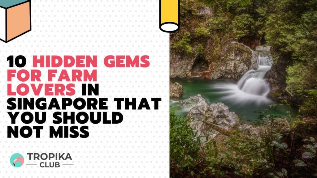 Hidden Gems for Farm Lovers in Singapore That You Should Not Miss