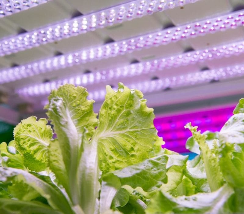 The Future of Farming A Guide to the Indoor Farms in Singapore