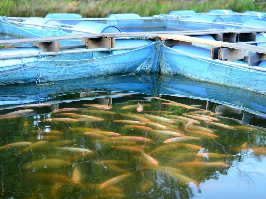Discover the Best Fish Farms in Singapore