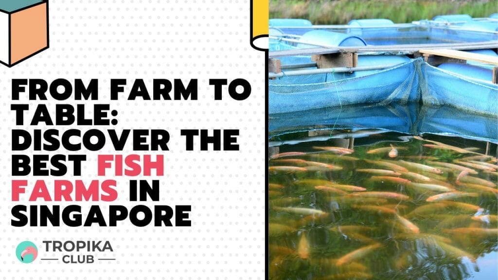 Discover the Best Fish Farms in Singapore
