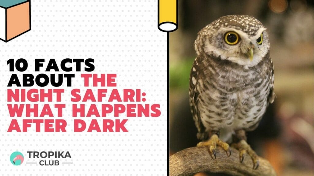 Facts About the Night Safari What Happens After Dark