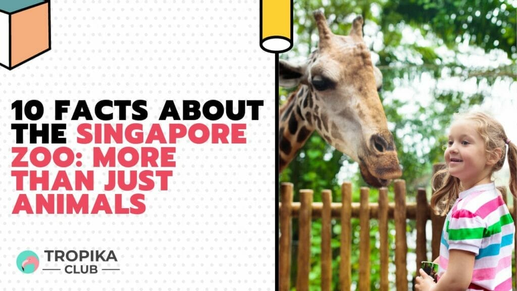 Facts About the Singapore Zoo More Than Just Animals
