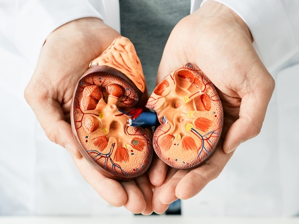 10 Facts about Kidney Disease All Singaporeans Should Know