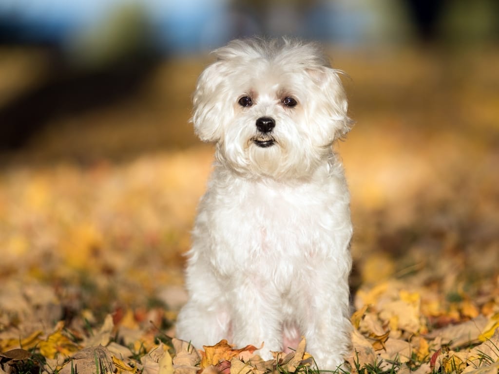 10 Fun Facts about Maltese Dogs Singaporeans May Not Know