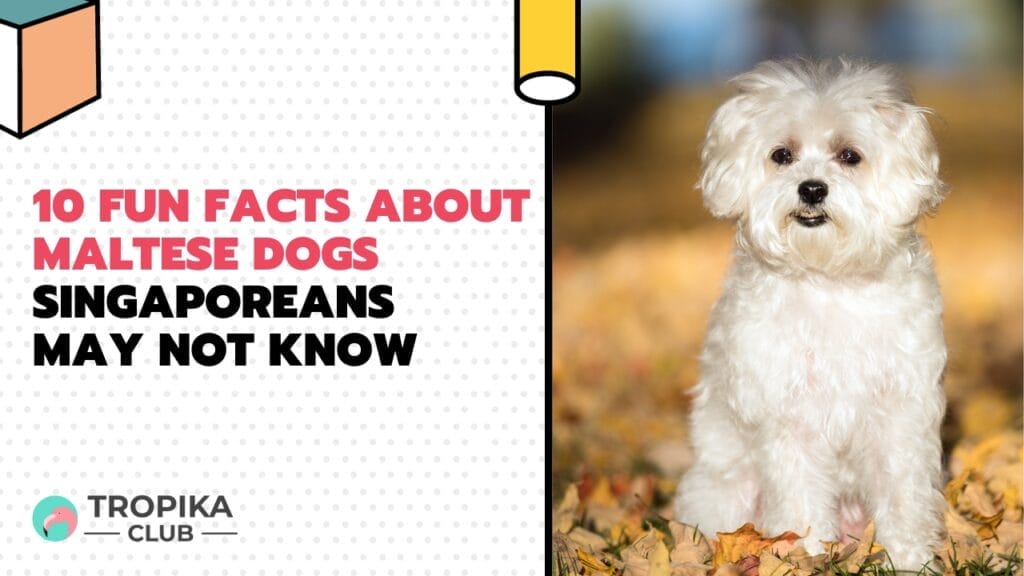 10 Fun Facts about Maltese Dogs Singaporeans May Not Know