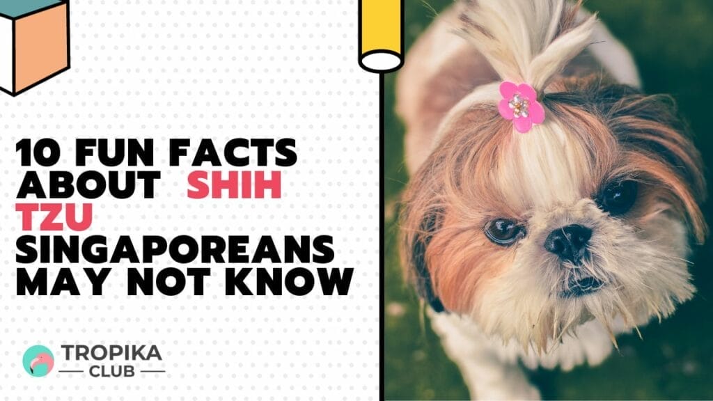 10 Fun Facts about  Shih Tzu Singaporeans May Not Know