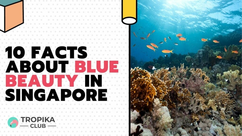Facts about Blue Beauty in Singapore