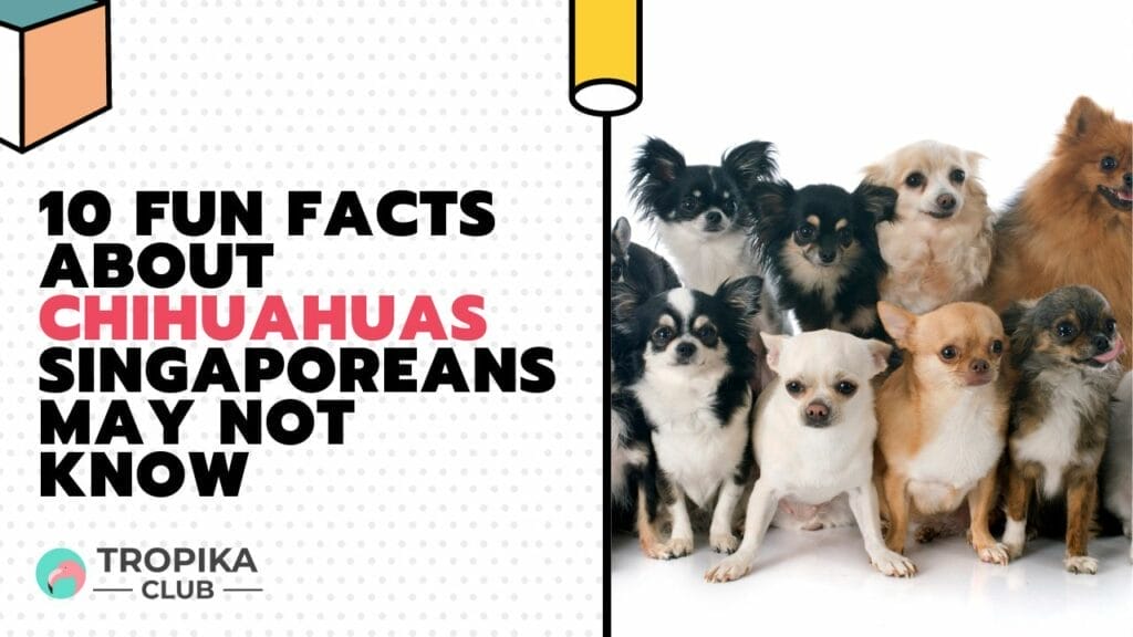Fun Facts about Chihuahuas Singaporeans May Not Know