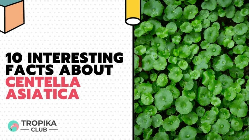 Interesting Facts about Centella asiatica