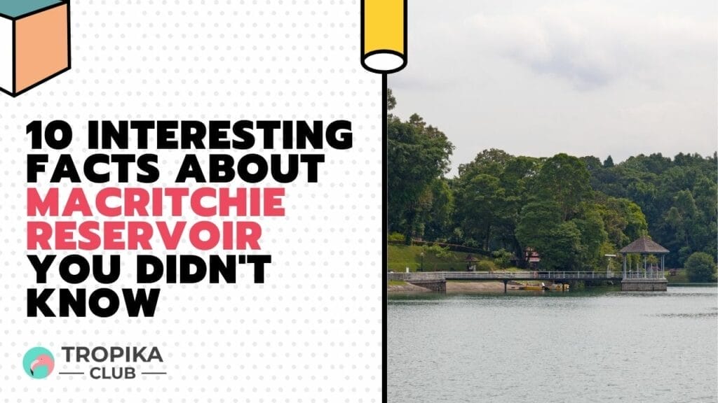 Interesting Facts about MacRitchie Reservoir You Didn't Know