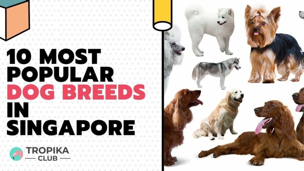 Most Popular Dog Breeds in Singapore