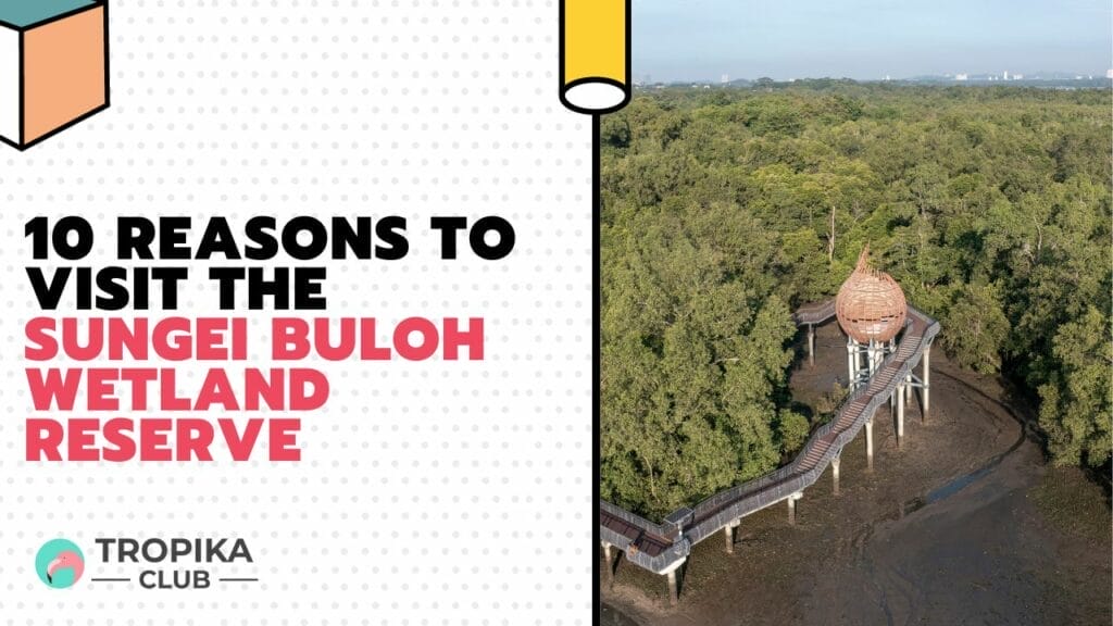 Reasons to Visit the Sungei Buloh Wetland Reserve