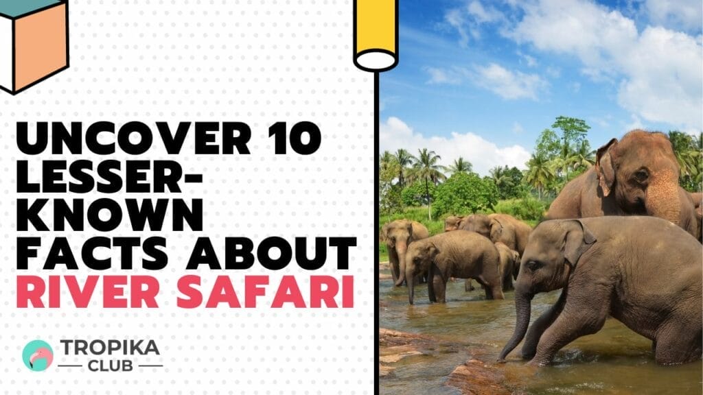 Uncover Lesser-Known Facts About River Safari