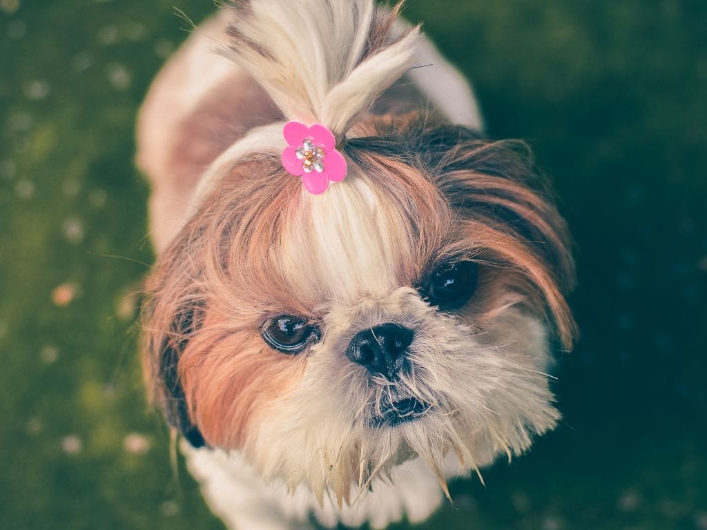 10 Fun Facts about Shih Tzu Singaporeans May Not Know