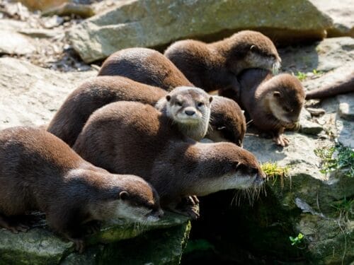 Fun Facts about Singapore's Otter Families