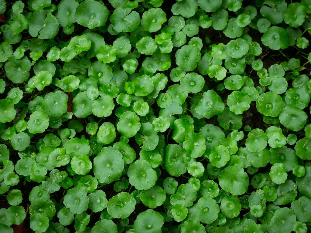 Interesting Facts about Centella asiatica