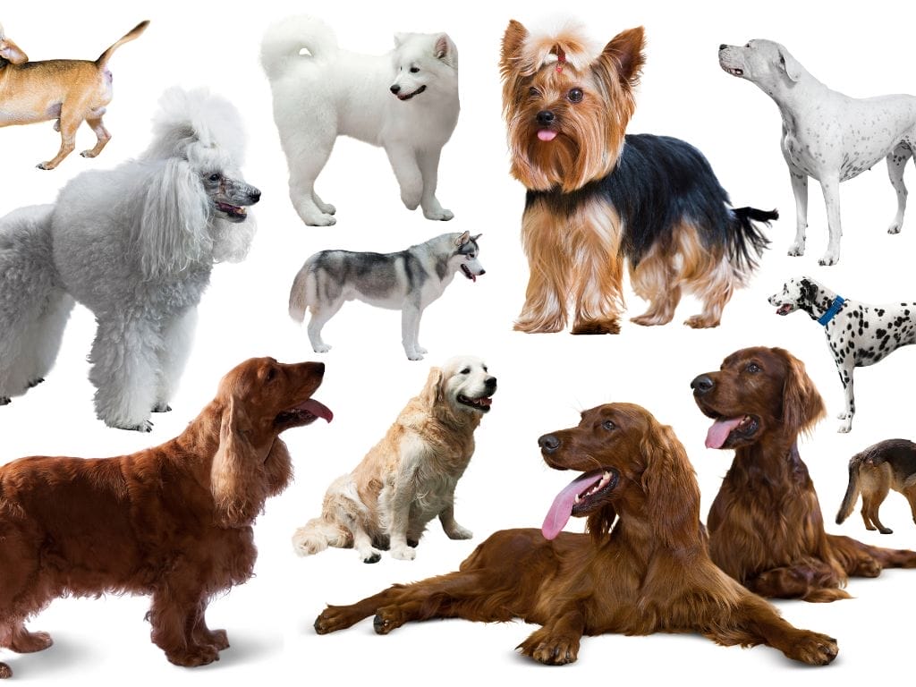 Most Popular Dog Breeds in Singapore