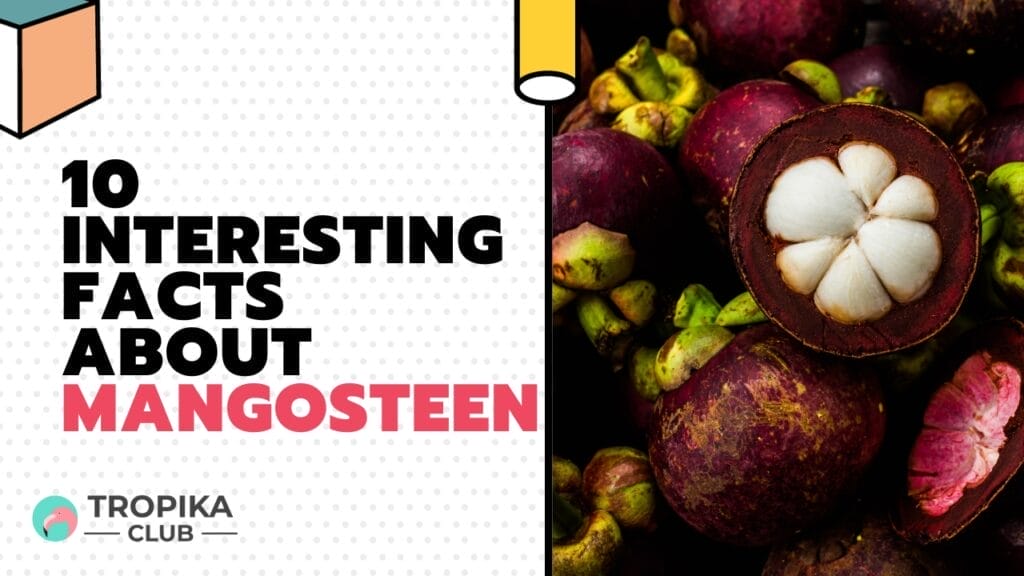10 Interesting Facts about Mangosteen